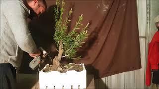 Bottle brush bonsai Hard decisions, Aussie bonsai bloke