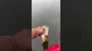 Largemouth Bass Release #beginnerfishing #kayakfishing #shorts