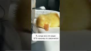 Полный курс подготовки к ЕГЭ по биологии в ссылках канала