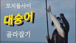 #fishing #훌치기 모치들사이 대숭어 골라잡기