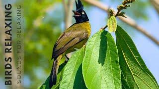 Birds Singing Without Music, 24 Hour Bird Sounds Relaxation, Soothing Nature Sounds, Birds Chirping