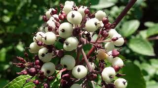 Let's ID: red-osier dogwood (Cornus sericea)