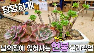 너무 당당하게 남의집에 얹혀사는 다육식물 연봉&녹비단 분리작업(Graptoveria Bainesii&Portulaca molokiniensis)