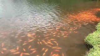 Cast a line as catch-and-release fishing returns to Hoomaluhia