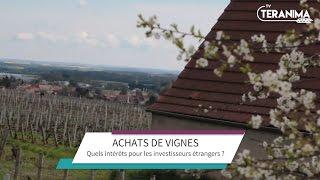 Doit-on laisser nos vignes aux investisseurs étrangers ? - Teranima TV