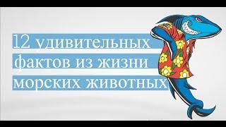 12 удивительных фактов из жизни морских животных