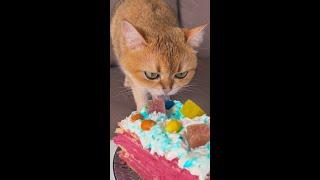 Cat vs. Cake: Watch This Smart Cat Score a Huge Slice of Cake!  #cat #cake #funny #sharingan