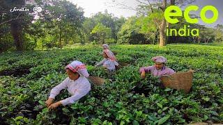 Eco India: Meet the tea-growers bringing in sustainable practices to Assam's lush tea gardens