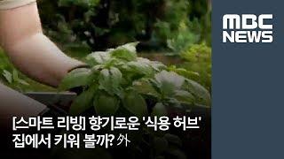 [스마트 리빙] 향기로운 '식용 허브' 집에서 키워 볼까 外 / MBC