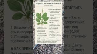 ПОДОРОЖНИК — НЕПРИМЕТНОЕ РАСТЕНИЕ С СЕКРЕТОМ! 