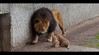 Første kuld løveunger møder deres far | Copenhagen Zoo