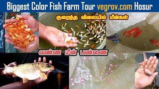 Biggest Color Fish Farm Tour vegrov com Hosur | Dreamer Paul Vlog | Promo Video