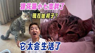 朋友的狸花猫 小七变胖了 现在啥样子？前后对比 它太会生活了