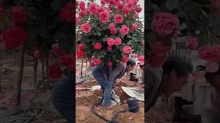 Beautiful pink rose tree // amazing rose flowers garden (7/9)