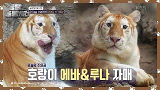 [글로벌 애니캠] 태국 치앙마이에 라이징 스타 등장! 에바&루나 자매 [동물은 훌륭하다] | KBS 250303 방송