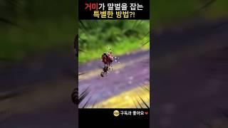 거미가 말벌을 잡는 특별한 방법?!