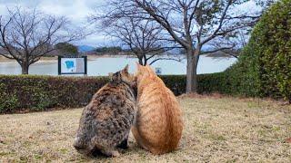 Two friendly cats in the park