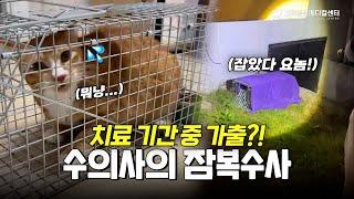 ️선생님.. 꼬맹이가 도망갔어요️ #길냥이 #고려동물메디컬센터 #vlog #브이로그