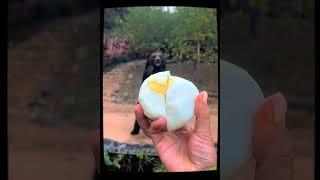 Honey and steamed buns, the little bear is so happy #bear #animals #shorts
