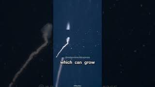 Journey into the Depths | Discovering Giant Siphonophores