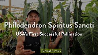 PHILODENDRON SPIRITUS SANCTI SEEDS! | Successful Pollination of the Rarest Philodendron in the World