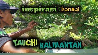 inspirasi bonsai tauchi kalimantan #inspirasibonsai #belajarbonsai #bonsaikalimantan