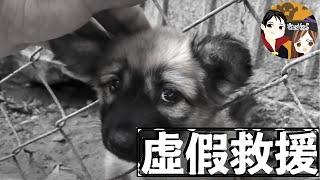 為了點閱率而不擇手段——YouTube上那些虛假的動物救援頻道