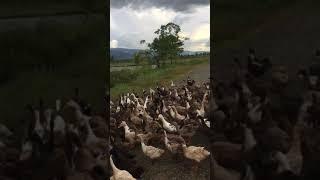WHY DUCKS BLOCK THE ROAD ???? 