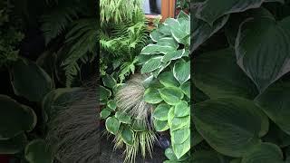 In the shade with the hostas and ferns.