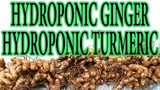 How to grow Hydroponic Ginger & Hydroponic Turmeric in Hydroponic System-A simple guide (Urdu/Hindi)