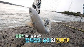 뜰채 숭어잡이의 달인과 그 진풍경, mullet fishing [전국시대]