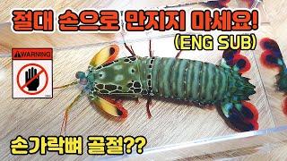 어항 유리도 박살낸다는 공포의 맨티스쉬림프를 입양했습니다 ㄷㄷ [TV생물도감]