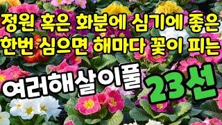 정원, 화분에 심기에 좋으며 한번 심으면 해마다 꽃이 피는 여러해살이풀 23종 엄선