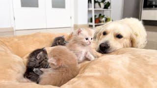 My Dog ​​shared his Bed with Tiny Kittens [Cuteness Overload]