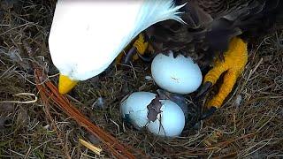 Bald Eagles Romeo & Juliet Welcome Peace to the Nest- Watch the Eaglet Hatch!