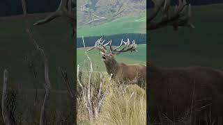 Ever heard a Red Stag roar?? #nature #newzealand  #wildanimals