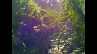 Bamboo Forest Maui - Road To Hana | Maui | Journey Maui