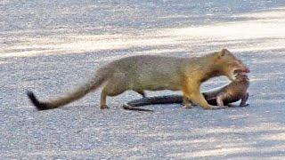 Mongoose Rips Out Lizard's Eyes