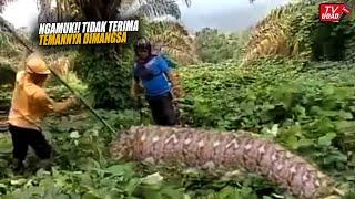 Petani Ngamuk!! Dikira Ular Piton Raksasa Ini Mangsa Manusia, Saat Dibelah Semua Terkejut...