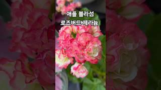 꽃이팡팡 ~ 애플 블라섬 로즈버드 제라늄 ~