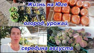 Жизнь в станице, Огород на Юге опустел, Заготовки, Прошу вашей поддержки