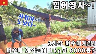 [베트남벼농사] 3기작2차 비료살포! 벼수매 계약금에 힘이나는 장인어른~! (kiengiangtv)