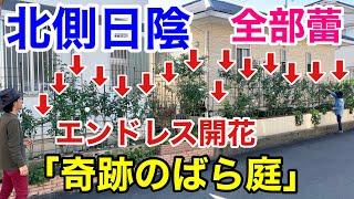 【目からウロコ】日陰でも年中バラが咲き続ける奇跡の個人庭　         【カーメン君】【ガーデニング】【ばら子さん】