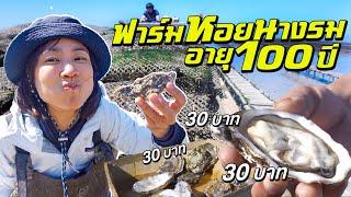 Visiting a 100-year-old oyster farm! Luxurious taste for only 30 baht a pop!