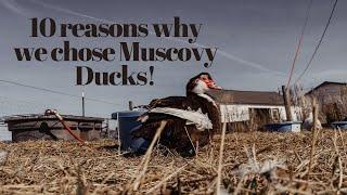 10 Reasons Why We Chose Muscovy Ducks (And Why You Should Too)