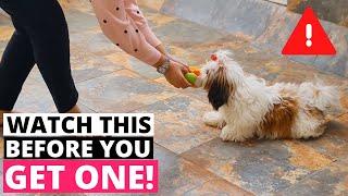 9 Things you MUST KNOW before getting a Shih Tzu