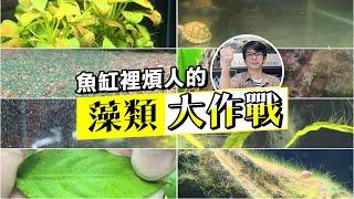 魚缸裡煩人的藻類大作戰--【魚缸維護管理】