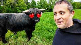 The Disturbing Truth About Bull Mating