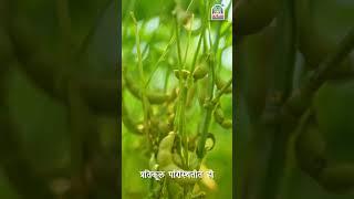Soybean Vikrant | Krishi Sanjivani | Basant Agro Tech #farming #agriculture #soybean