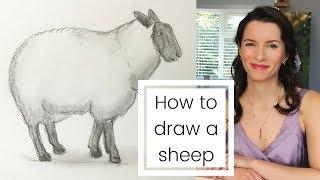 How to draw a sheep